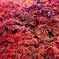 紅葉が高揚