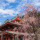 聖光寺の桜1