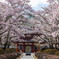 聖光寺の桜2