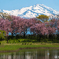 鳥海山と桜