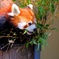 レッサーパンダ
