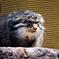 マヌルネコ