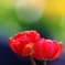 　愛の華