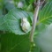紫陽花かえる