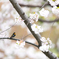キビタキと桜