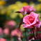薔薇　芳純