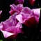 garden_02