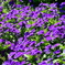 garden_03