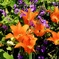 garden_04