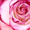 薔薇