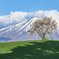 三角山の一本桜
