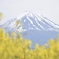 富士山(河口湖)