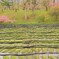 春の大王わさび農場