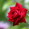 薔薇の季節①