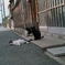 町猫