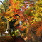 船岡公園　紅葉