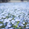 line_2134441416164