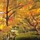 円通院の紅葉