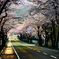 桜道