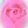 薔薇