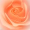 薔薇