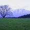 岩手山と一本桜