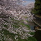 桜を見つめる子供たち
