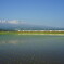 田植えにいなほ