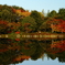 昭和記念公園　日本庭園にて