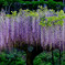 白毫寺ふじ２
