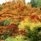 紅葉w1024