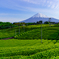 新茶と富士山