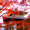 燃ゆる秋寺