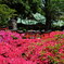 20190428_根津神社_007