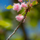 おそい桜