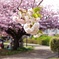 桜の午後