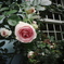 rose garden