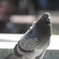 鳩