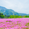 芝桜の丘