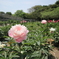 芍薬園にて