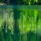 湖の新緑