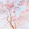 遅れ遅れの桜