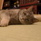 愛猫のまどろみ