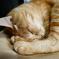 猫photo　012