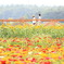 山中湖・花の都公園