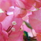 魂の花 ♪