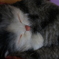猫のぬいぐるみ