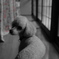 愛犬 パピー