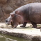 カバの食事