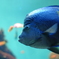 お魚
